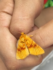Eulithosia miaiphona