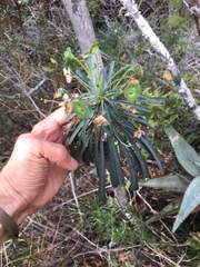 Euphorbia clava