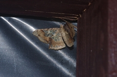 Krananda semihyalina