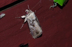 Spodoptera depravata