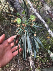 Euphorbia clava
