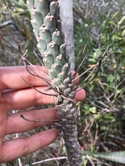 Euphorbia clava