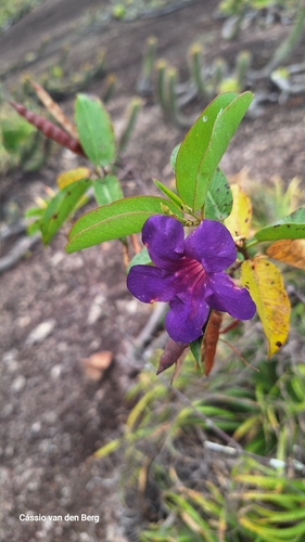 Mandevilla grazielae