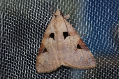 Avatha discolor