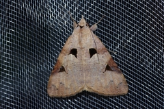Avatha discolor