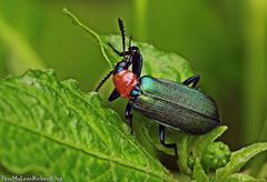 Prionocerus coeruleipennis