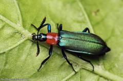 Prionocerus coeruleipennis