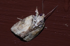 Etanna breviuscula