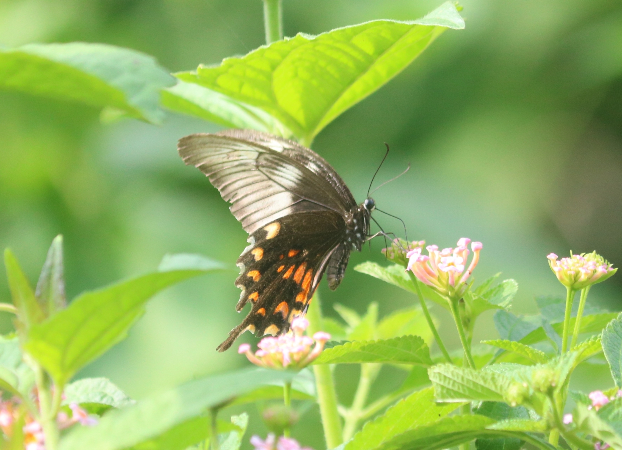 Common Mormon