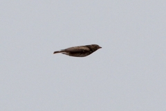 Alaudala rufescens