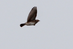 Alaudala rufescens
