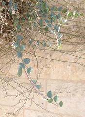 Capparis zoharyi