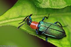 Prionocerus coeruleipennis