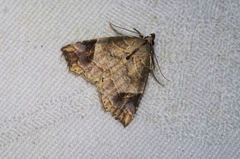 Olulis japonica