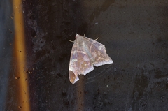 Pindara illibata