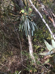 Euphorbia clava