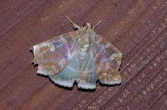 Pindara illibata