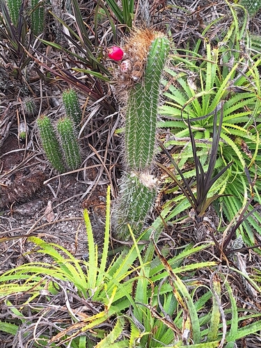 Coleocephalocereus fluminensis