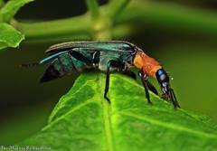Prionocerus coeruleipennis