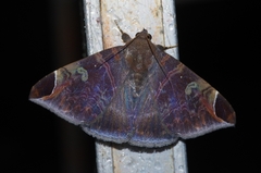 Pindara illibata