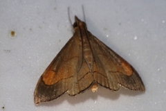Clupeosoma pryeri