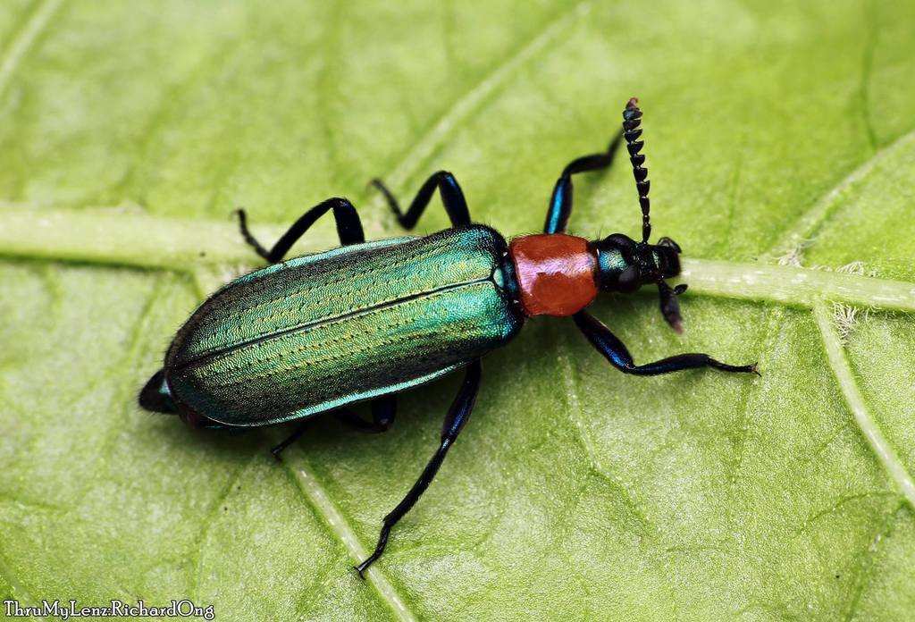 Prionocerus coeruleipennis