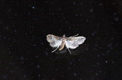 Hydriris ornatalis
