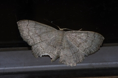 Scopula plumbearia