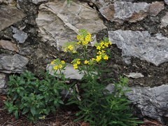 Erysimum maremmanum