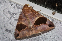 Bastilla joviana