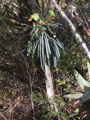 Euphorbia clava