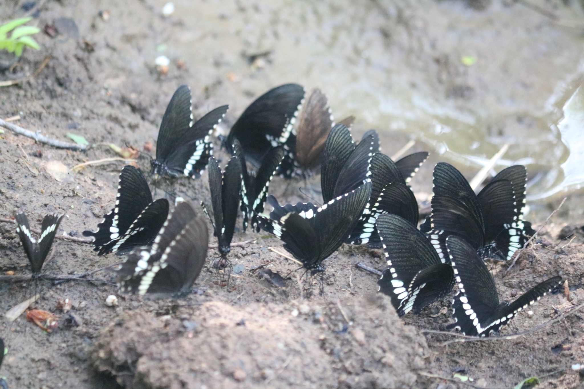 Common Mormon