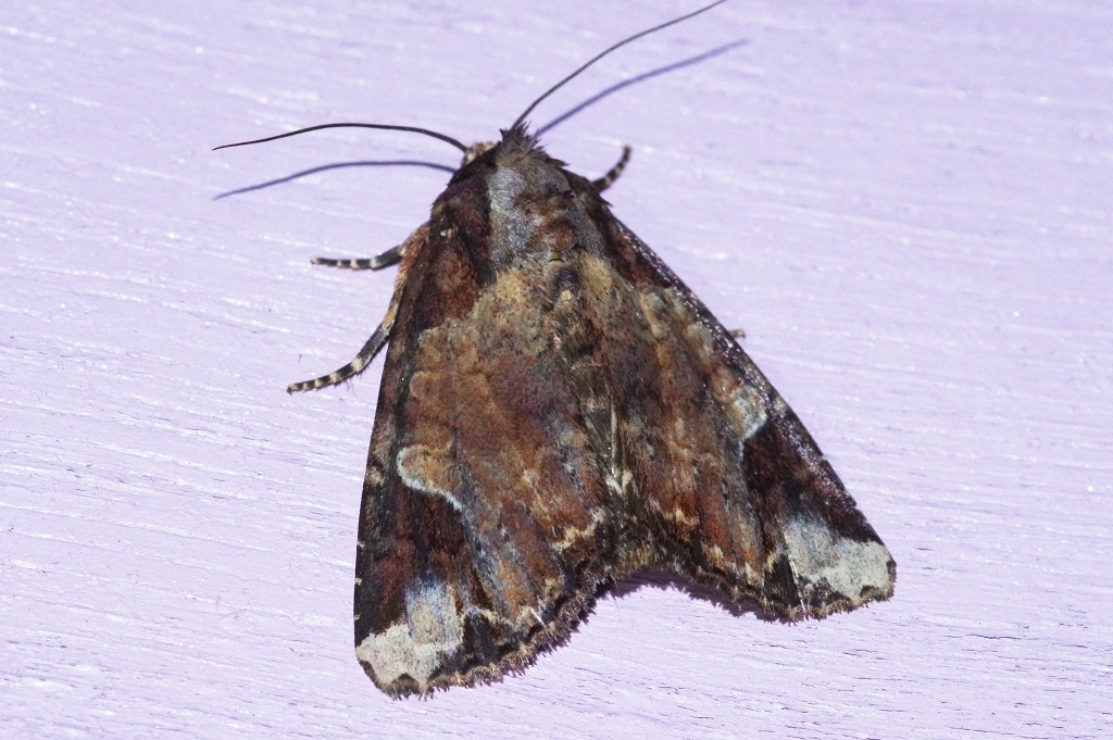 Bambusiphila
