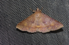 Hypospila bolinoides
