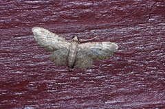 Bosara kadooriensis