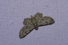 Bosara kadooriensis