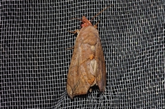 Oraesia emarginata