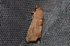 Oraesia emarginata