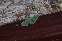 Pelagodes proquadraria