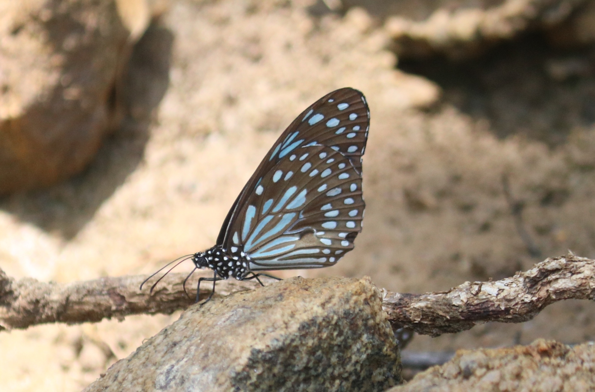 Dark Blue Tiger