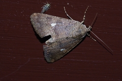 Amyna axis