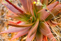 Aloe ericetorum