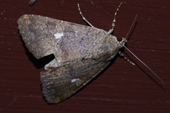 Amyna axis