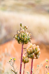 Aloe ericetorum