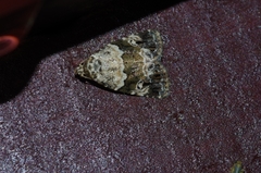 Maliattha signifera