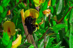 Bombus mexicanus