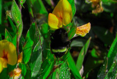 Bombus mexicanus