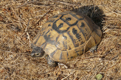 Testudo graeca ibera