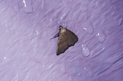 Polypogon ryukyuensis