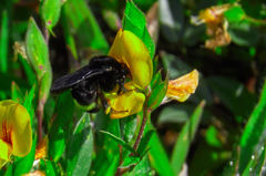 Bombus mexicanus